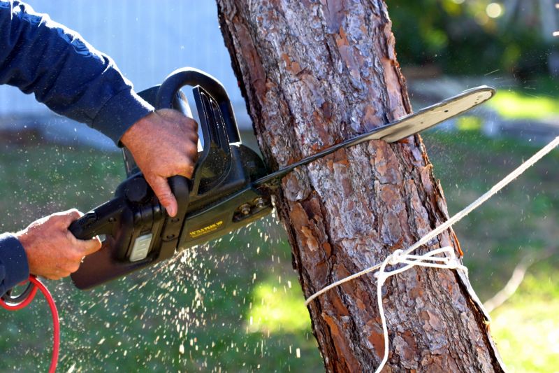 Hickory Tree Removal in Allentown, PA